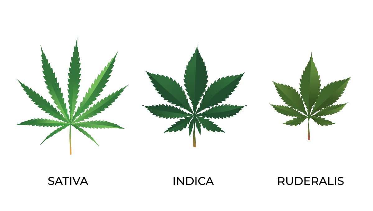 Cannabis Plants Anatomy: From Seeds To Buds | Fast Buds