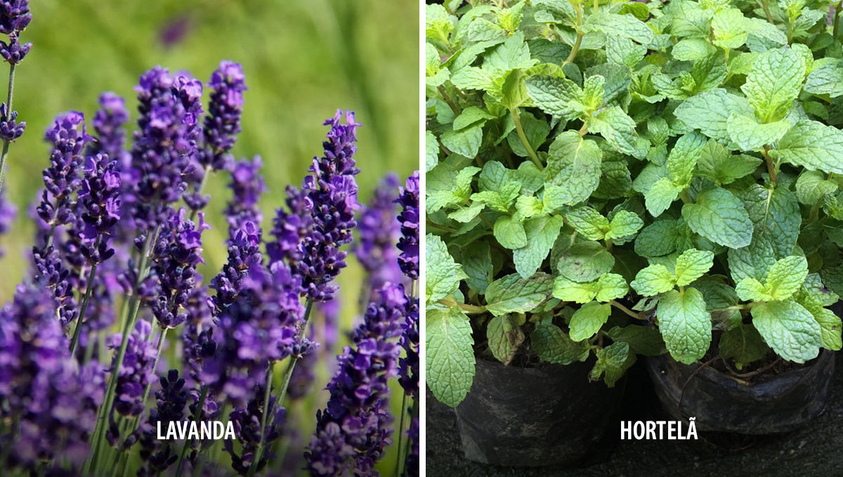 Plantas companheiras para cannabis: deterrentes Plantas companheiras para cannabis: deterrentes