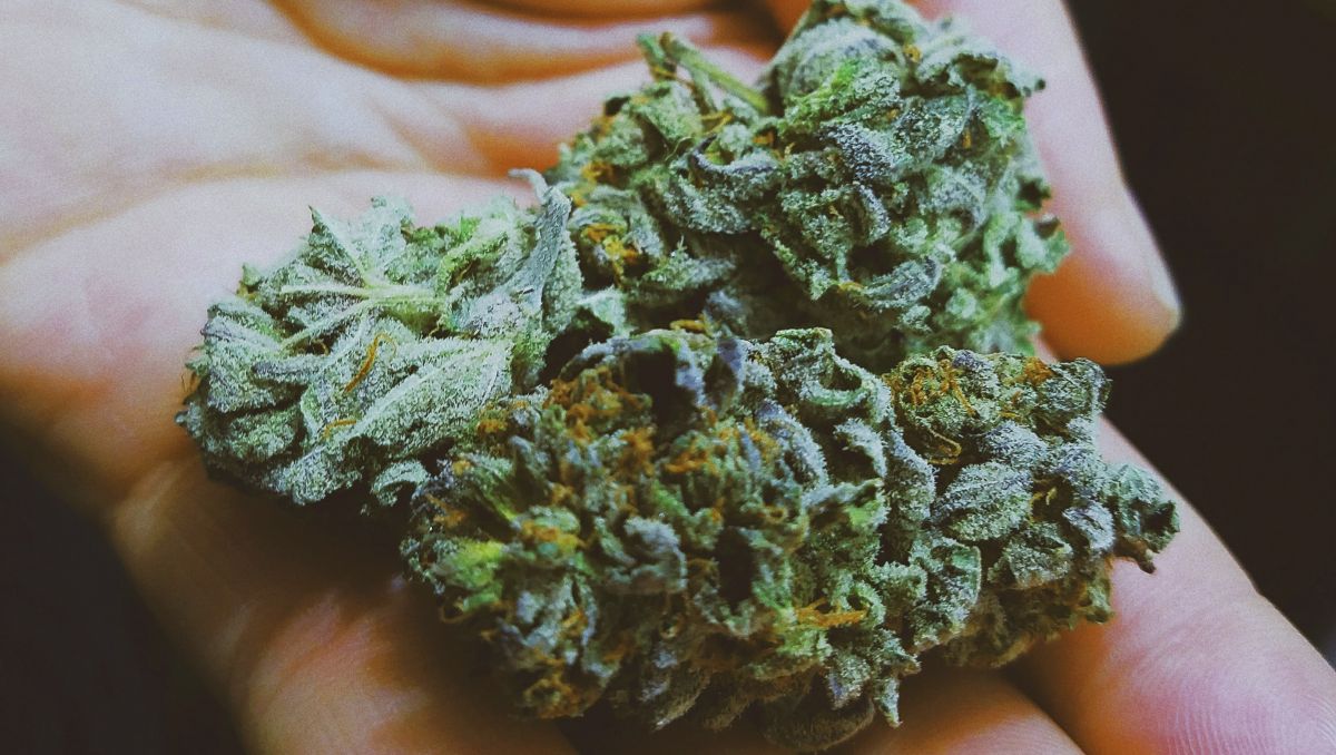 CBN aids sleep, boosts appetite, prevents glaucoma and more! CBN aids sleep, boosts appetite, prevents glaucoma and more!