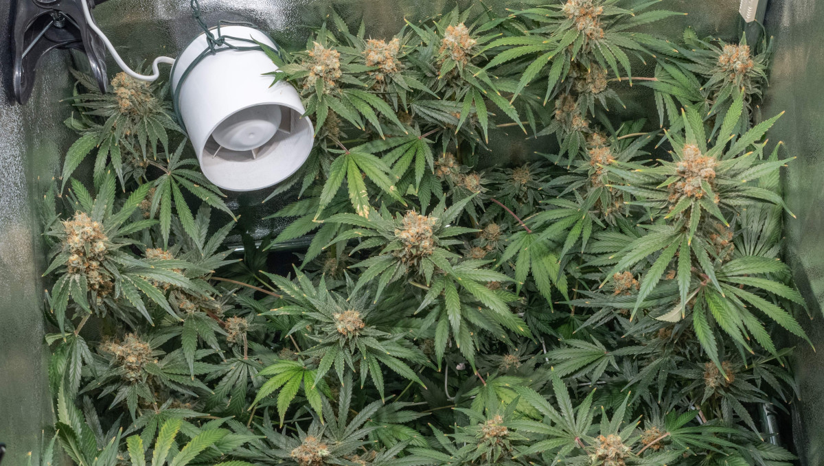 Gorilla Cookies Auto Cannabis Strain Week-by-Week Guide: A fan blowing on a small indoor marijuana garden
