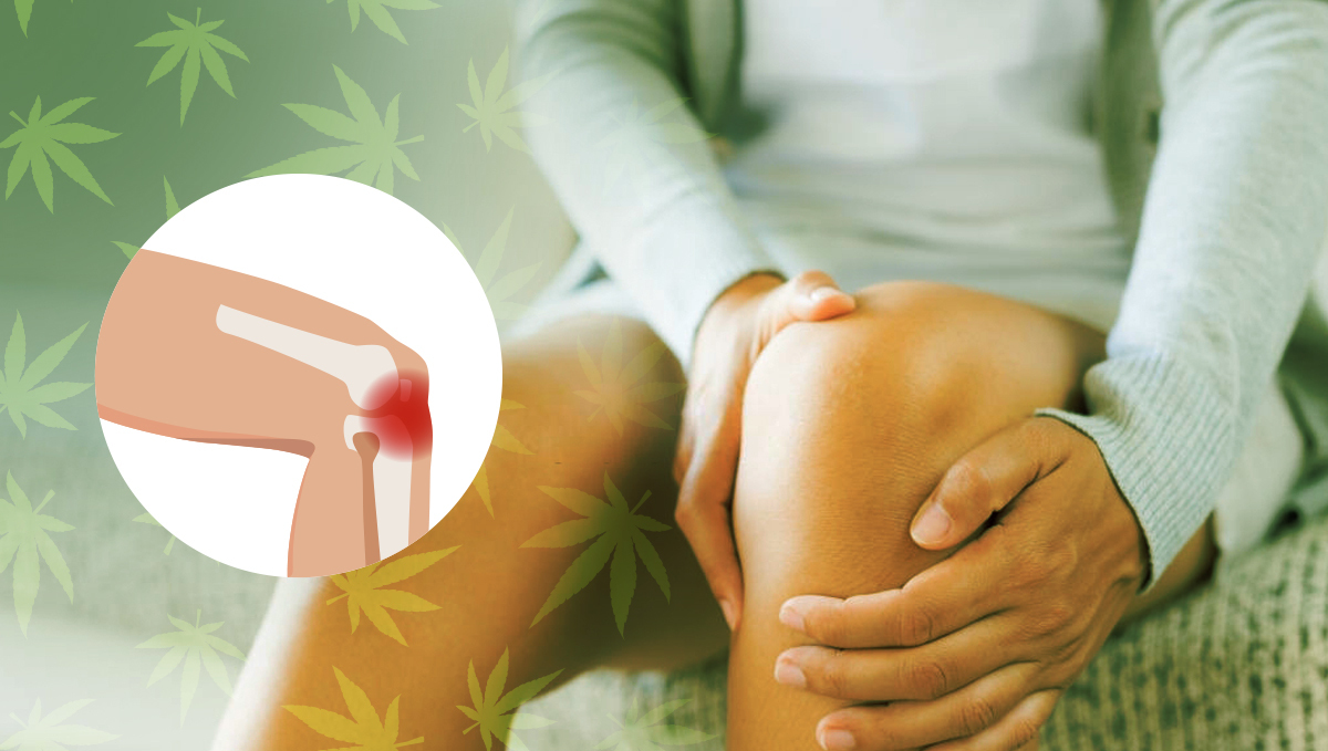 Pain relief and anti-inflammatory properties of Cannabis Pain relief and anti-inflammatory properties of Cannabis