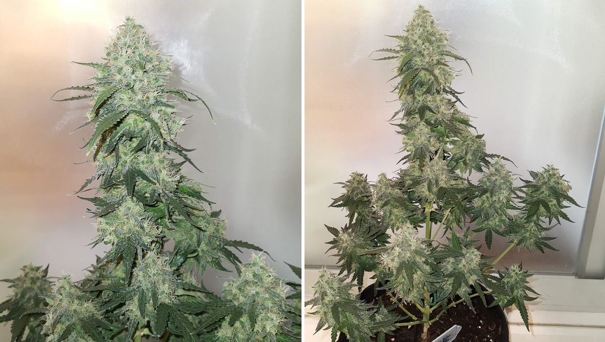 5 самых коротких автоцветов: rhino ryder auto Five shortest autoflower strains: rhino ryder auto