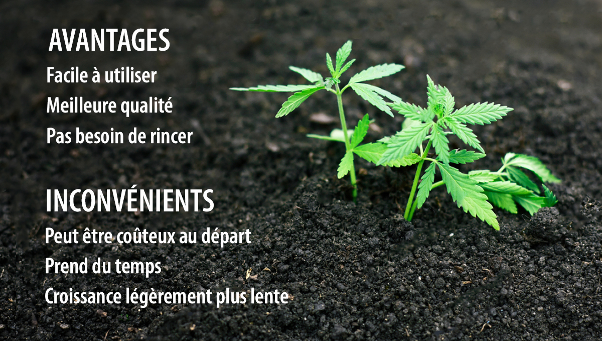 Super sol pour les plantes de cannabis: avantages et inconvénients