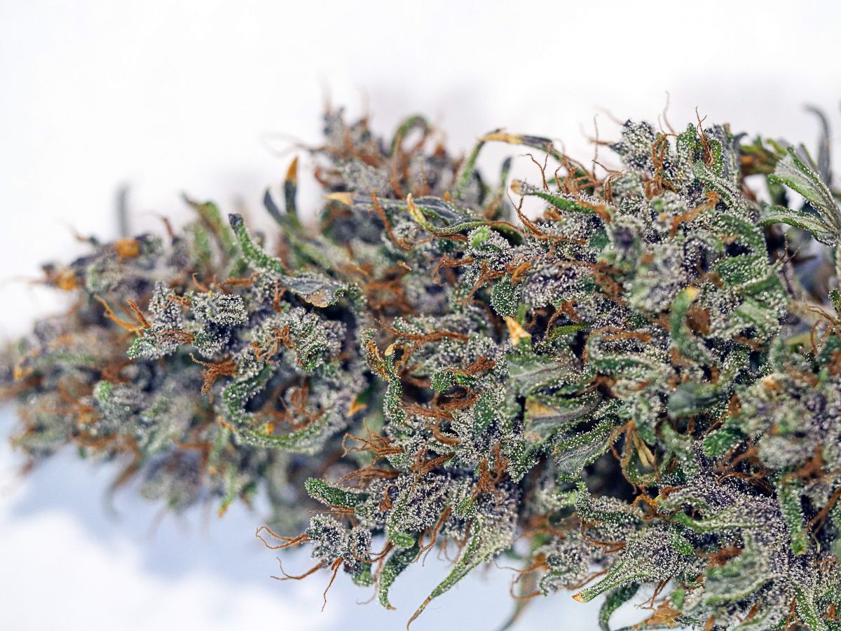 1782704_fastbuds-purple-lemonade-grow-journal-by-bigdaddykfastbudspurple-lemonade.jpg Purple lemonade by BigDaddyK