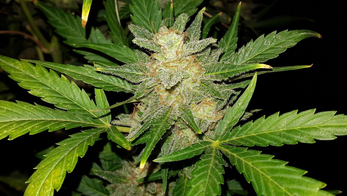 Top 10 cheap seeds: ak auto Top 10 cheap seeds: ak auto