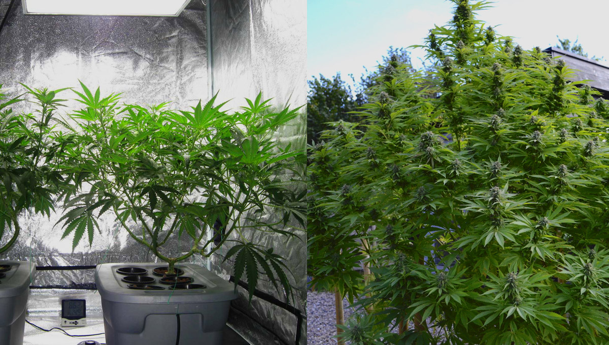 The differences between indoor and outdoor marijuana The differences between indoor and outdoor marijuana