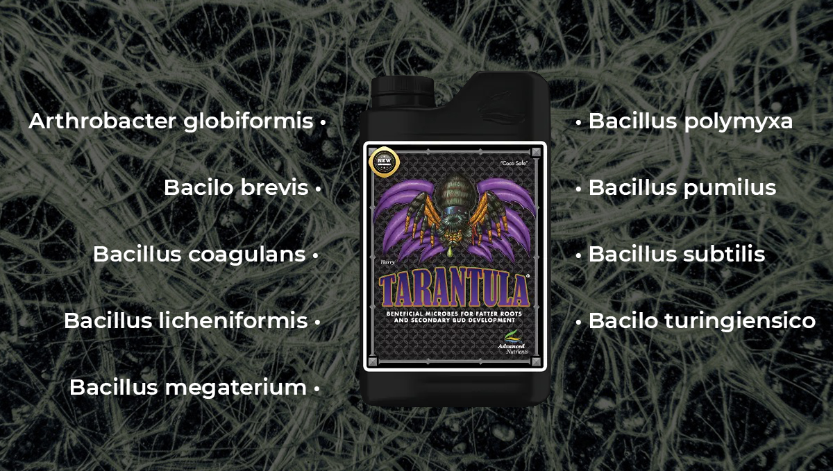 Advanced nutrients for autoflowers: tarantula