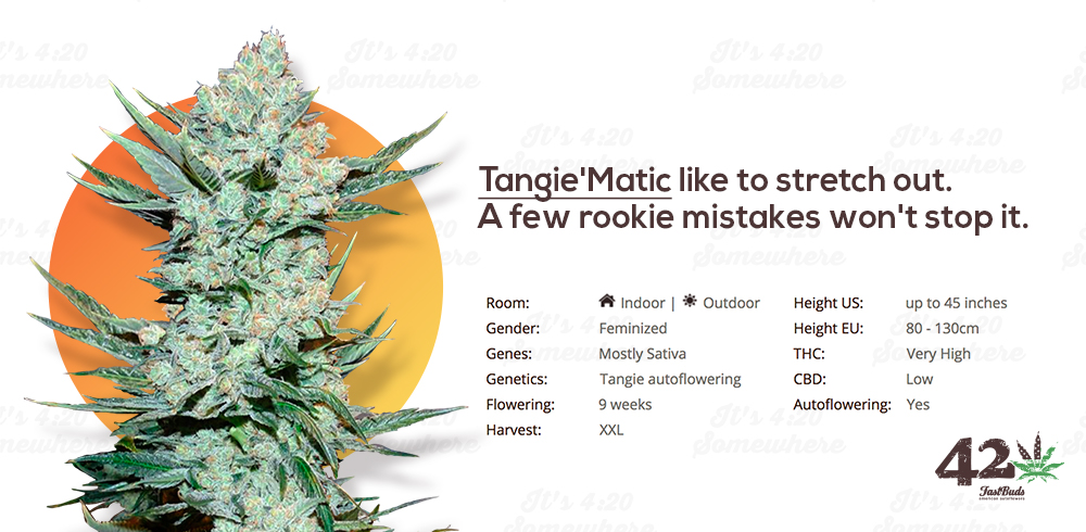 Fast Buds' Autoflower Tangie, Tangie'Matic