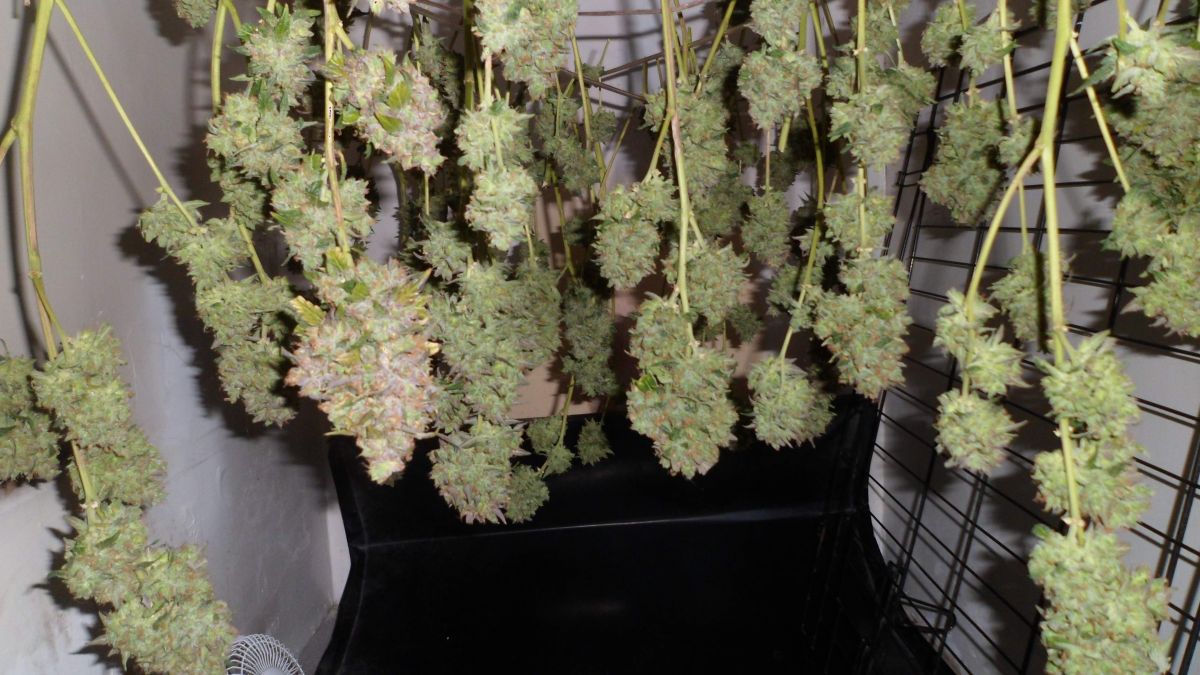 fastbuds stardawg by biggreens420.jpg