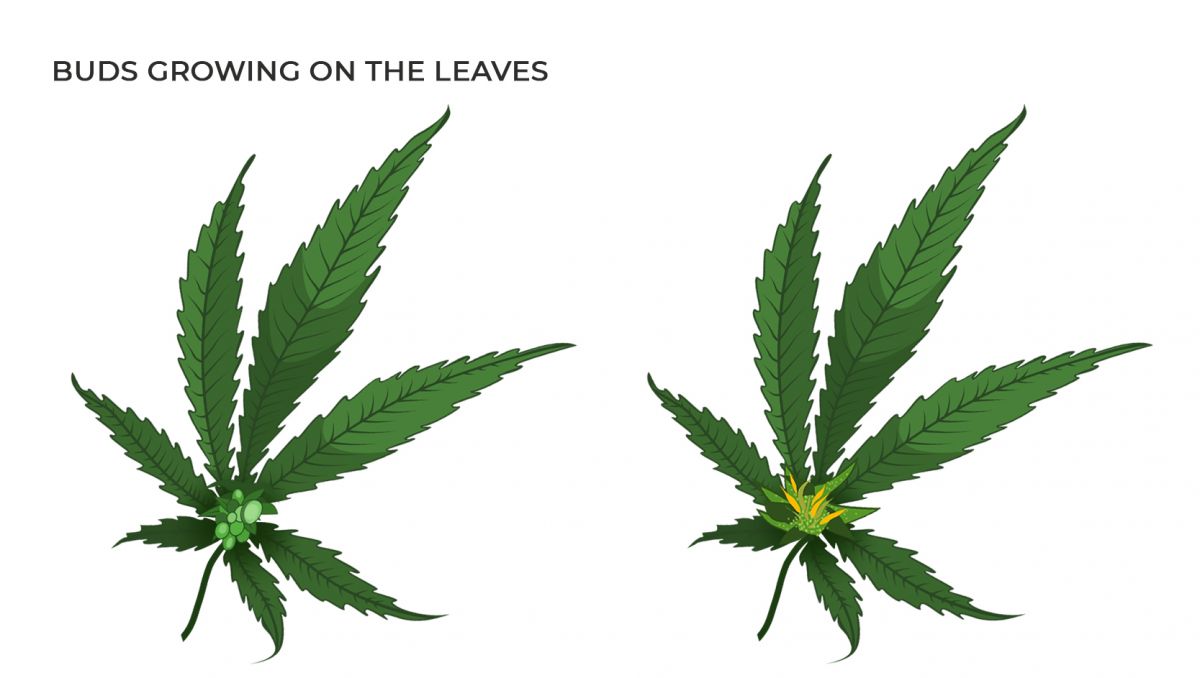 Common cannabis mutations: buds growing on the leaves Common cannabis mutations: buds growing on the leaves