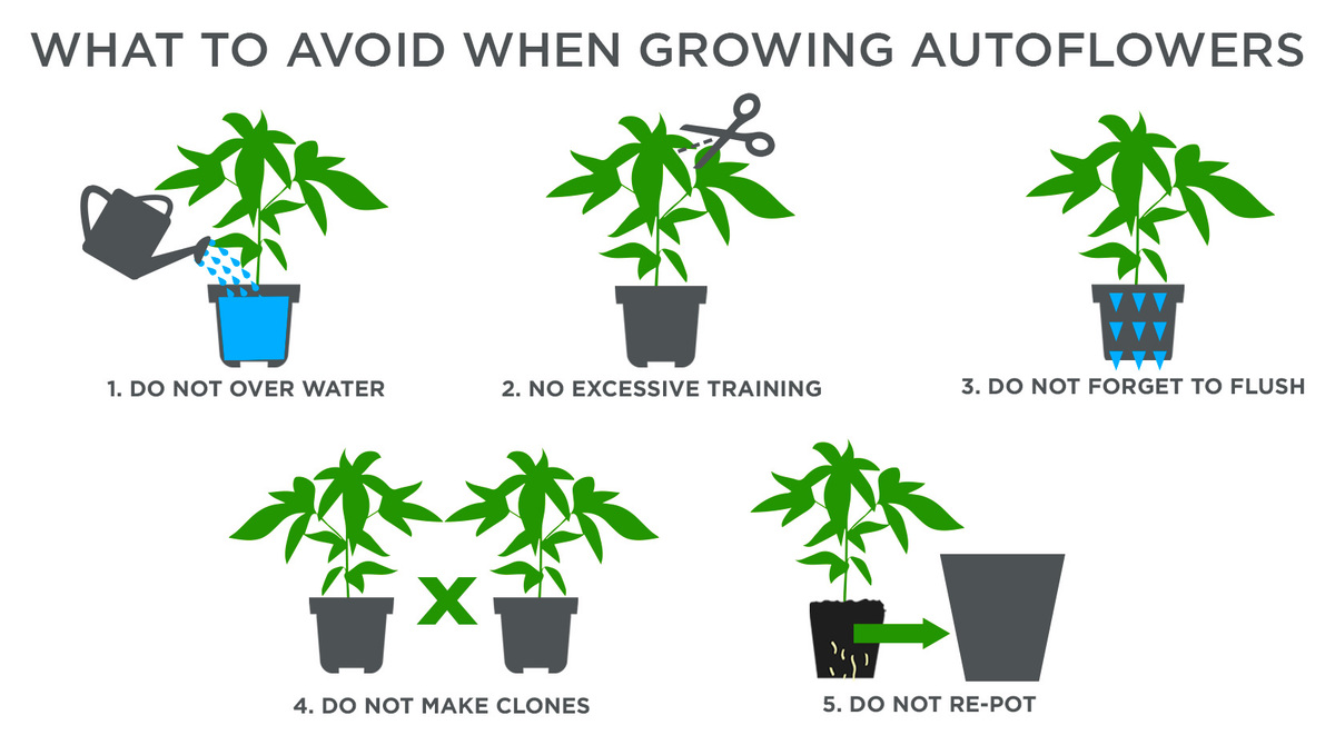 Top tips for growing autos in a greenhouse: what to avoid Top tips for growing autos in a greenhouse: what to avoid