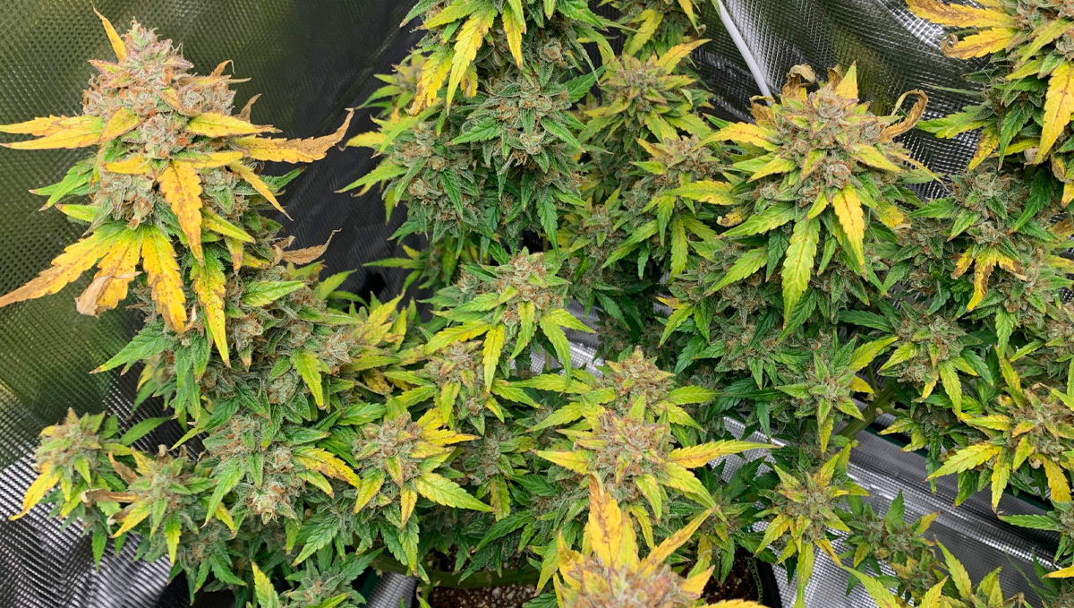 Cannabis Gelbe Blätter Cannabis Gelbe Blätter