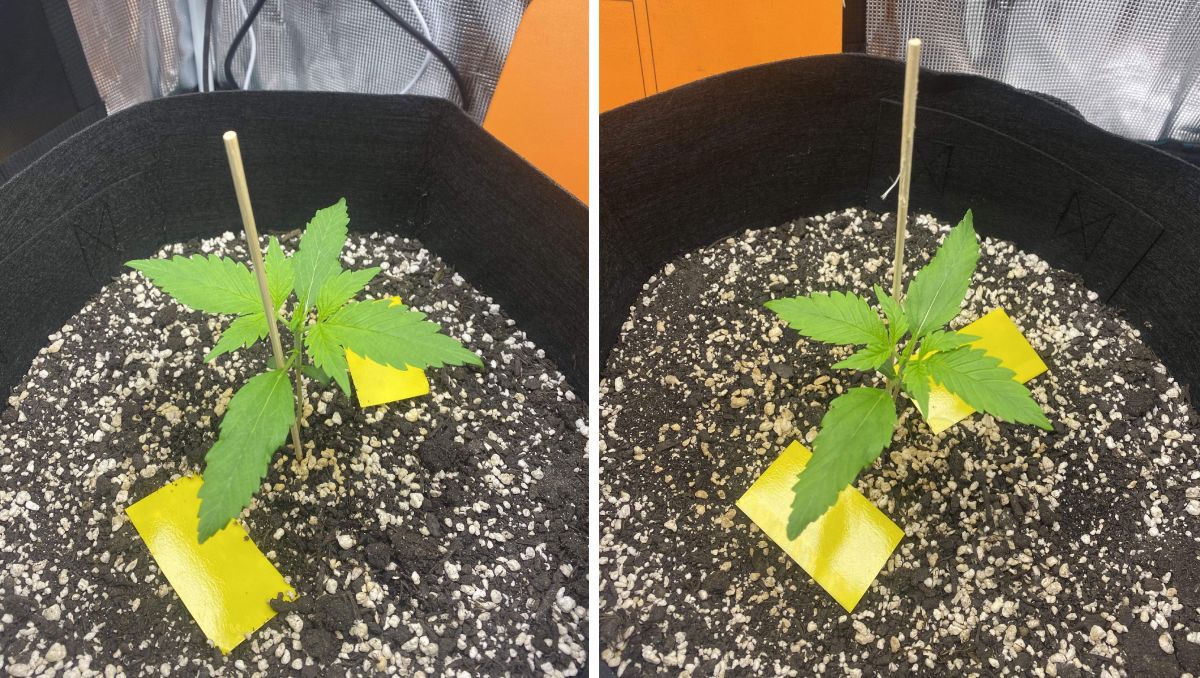 Gorilla Cookies Auto Cannabis Strain Week-by-Week Guide: These seedlings are on a small side
