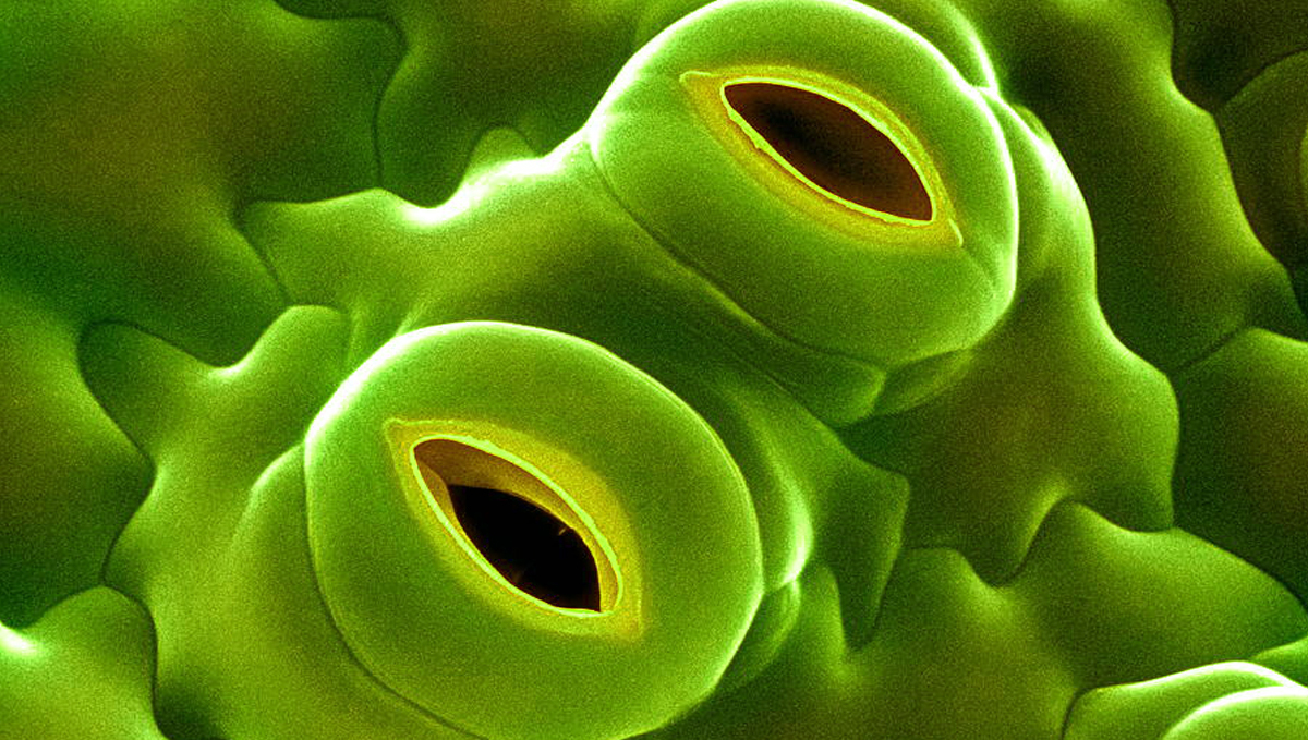 Vapor pressure deficit: stomata