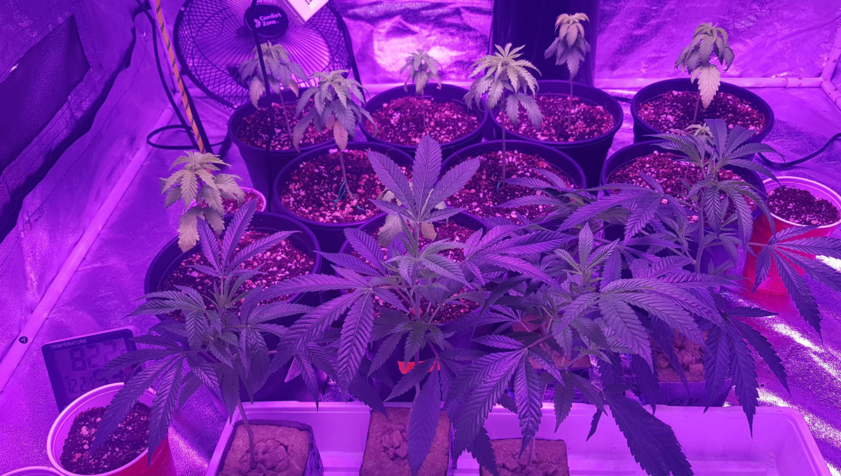 Check @Infinitiverse's indoor grow! Check @Infinitiverse's indoor grow!