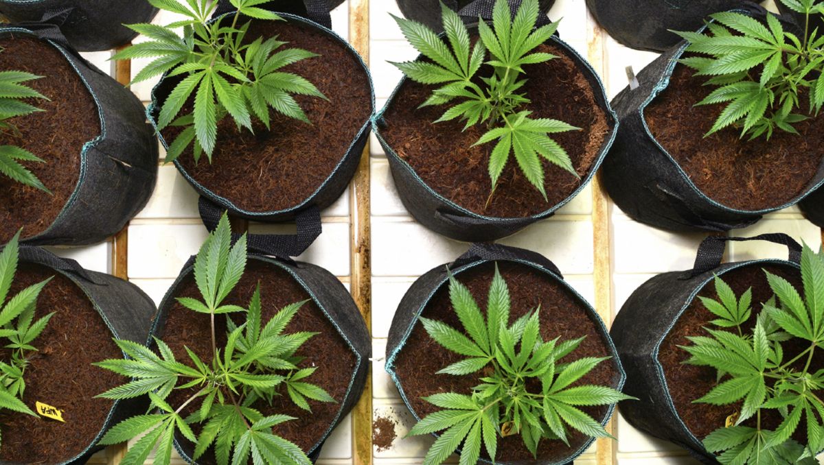 Remo Nutrients Feeding Chart | Usage Guide: cannabis plants in air pots