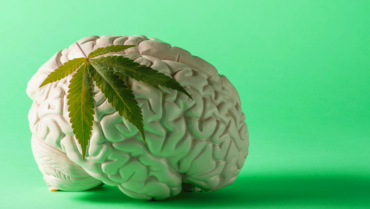 CBD and its interactions with CB1 receptors. CBD and its interactions with CB1 receptors.