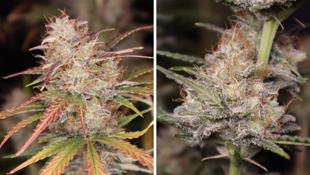 Orange Sherbet Auto Cannabis Strain Week-by-Week Guide: Resinous weed buds with faded sugar leaves ready for harvest Orange Sherbet Auto Cannabis Strain Week-by-Week Guide: Resinous weed buds with faded sugar leaves ready for harvest