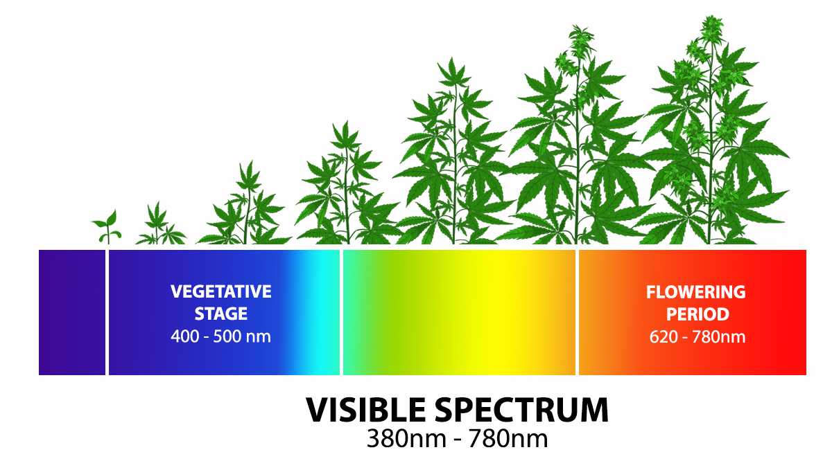 Grow Autoflowers with LEDs: light spectrums Grow Autoflowers with LEDs: light spectrums