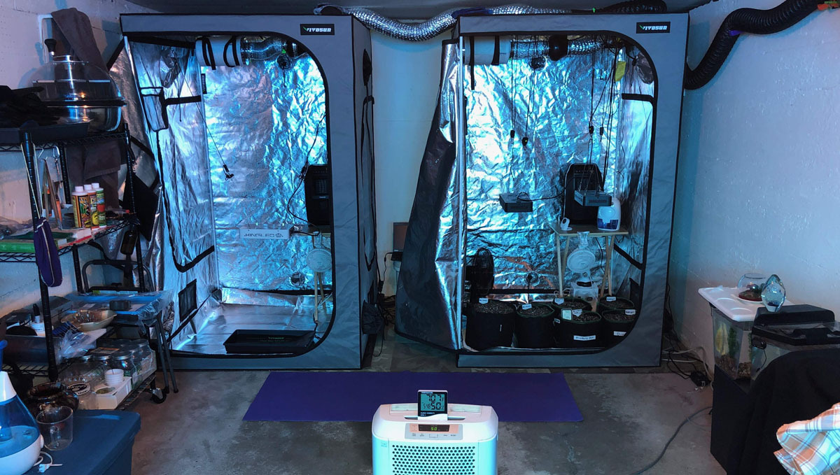 Twin grow tents in a garage Twin grow tents in a garage