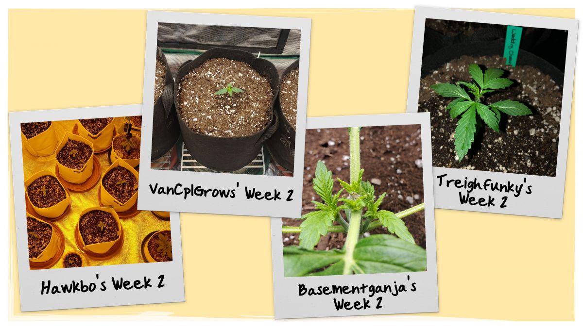 Grow Progress - Week 2 Grow Progress - Week 2