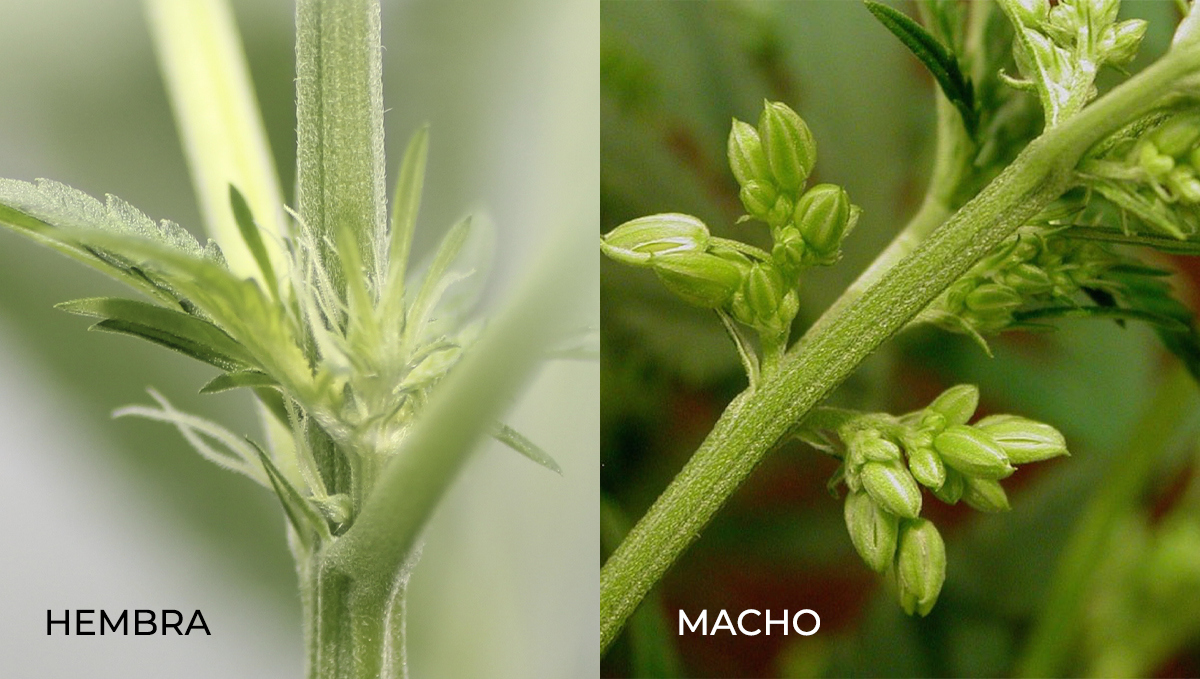 Anatomía de las plantas de cannabis: hembra vs macho