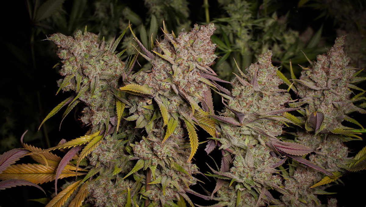 So erzielst du fette Cannabis Erträge: Indica vs Sativa