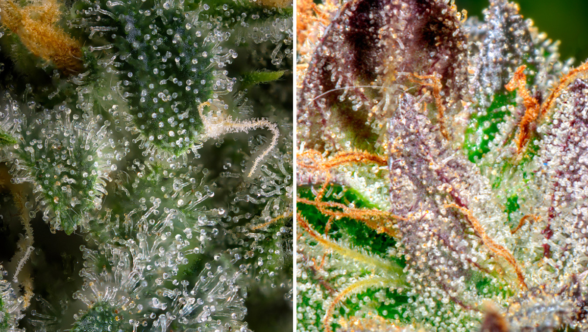 States of Trichomes on cannabis