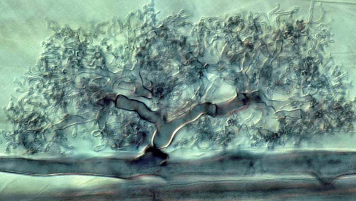 Cannabis and mycorrhizae: ericoid fungi