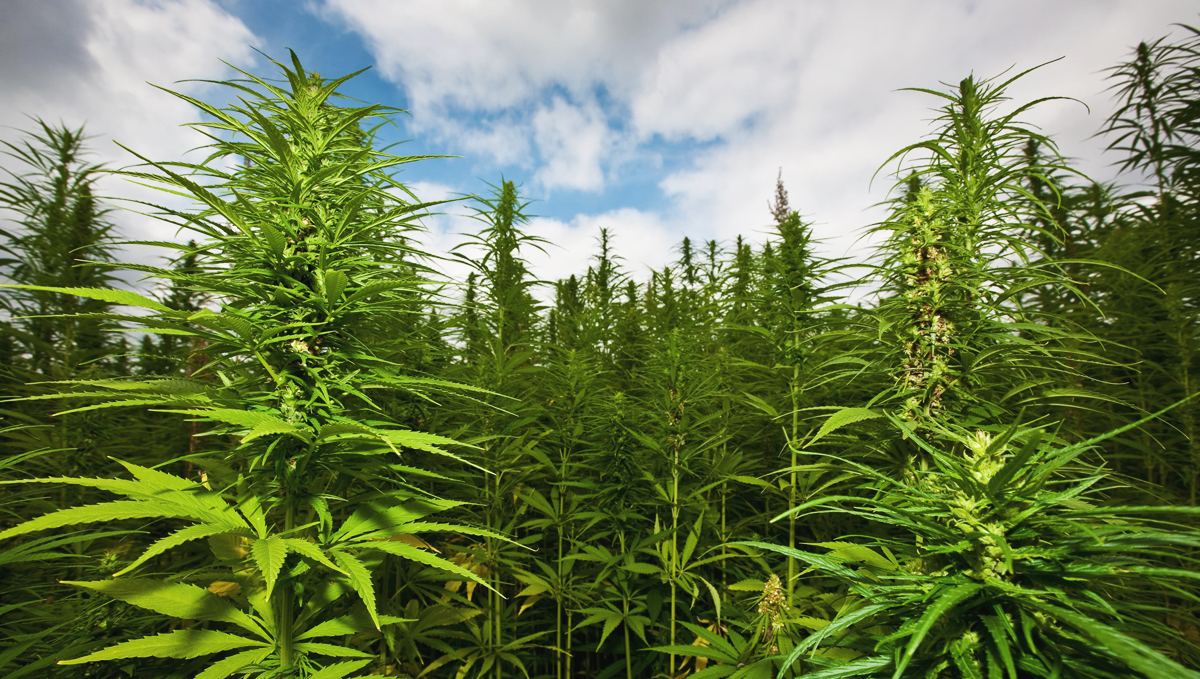 When you live in areas of cannabis plantations the chances of cannabis allergy are increased.