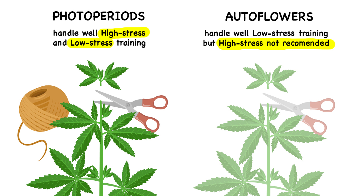 Photoperiods vs Autoflowers: Pflege Photoperiods vs Autoflowers: Pflege