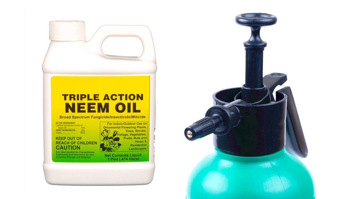 Nejčastější škůdci konopí: Jak se vypořádat s mšicemi