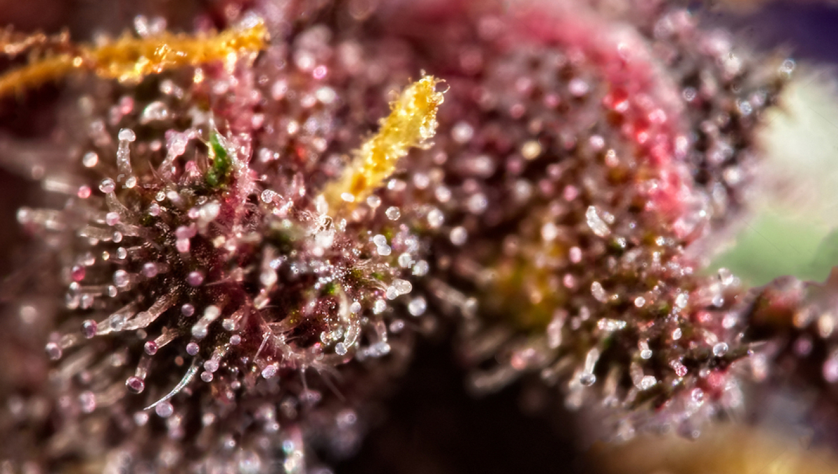 Why do cannabis turns purple?: purple parts Why do cannabis turns purple?: purple parts