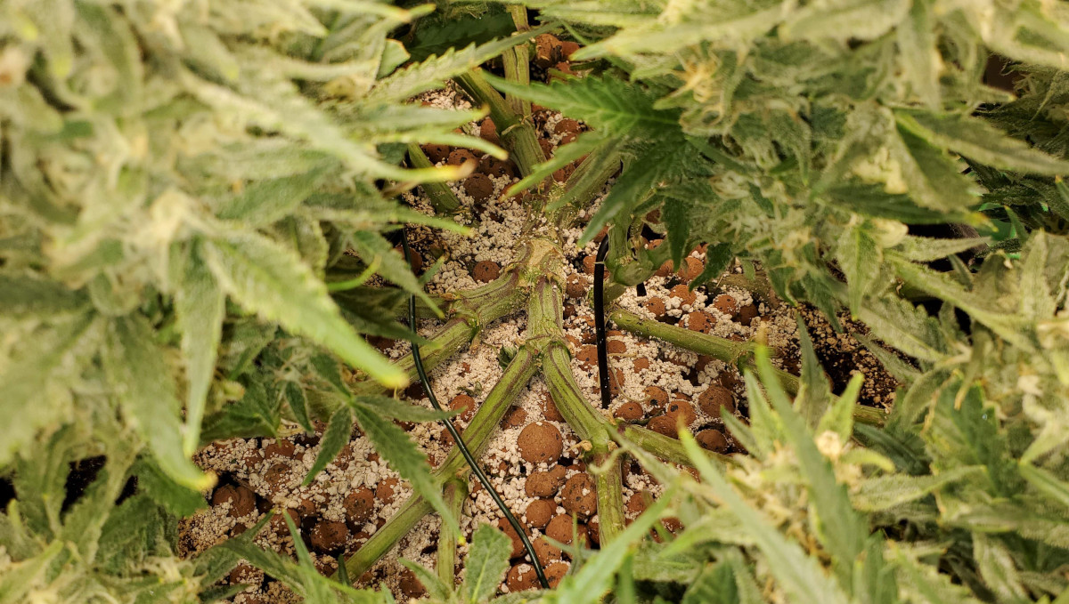 Gelato Auto Cannabis Strain Week-by-Week Guide: Side branches of a mainlined autoflower spread flat on expanded clay pebbles Gelato Auto Cannabis Strain Week-by-Week Guide: Side branches of a mainlined autoflower spread flat on expanded clay pebbles