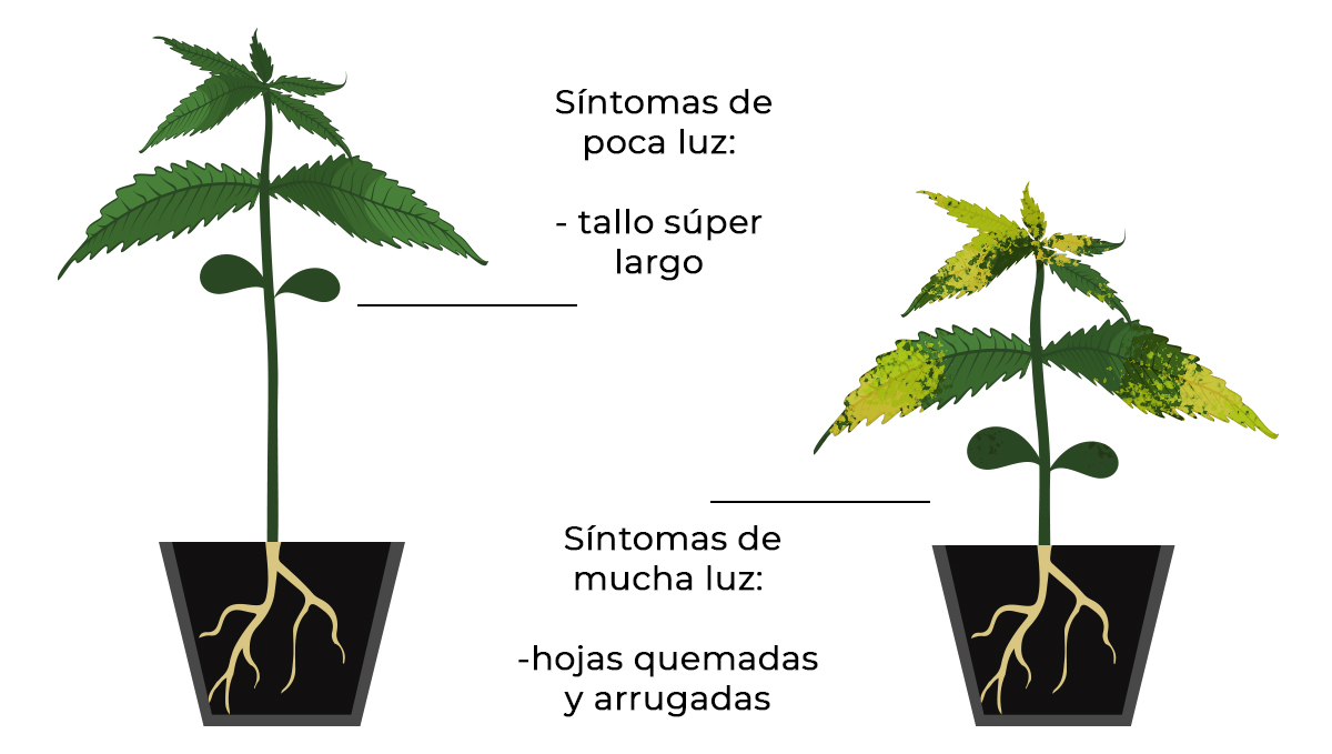 Problemas comunes de las plántulas de cannabis: luz