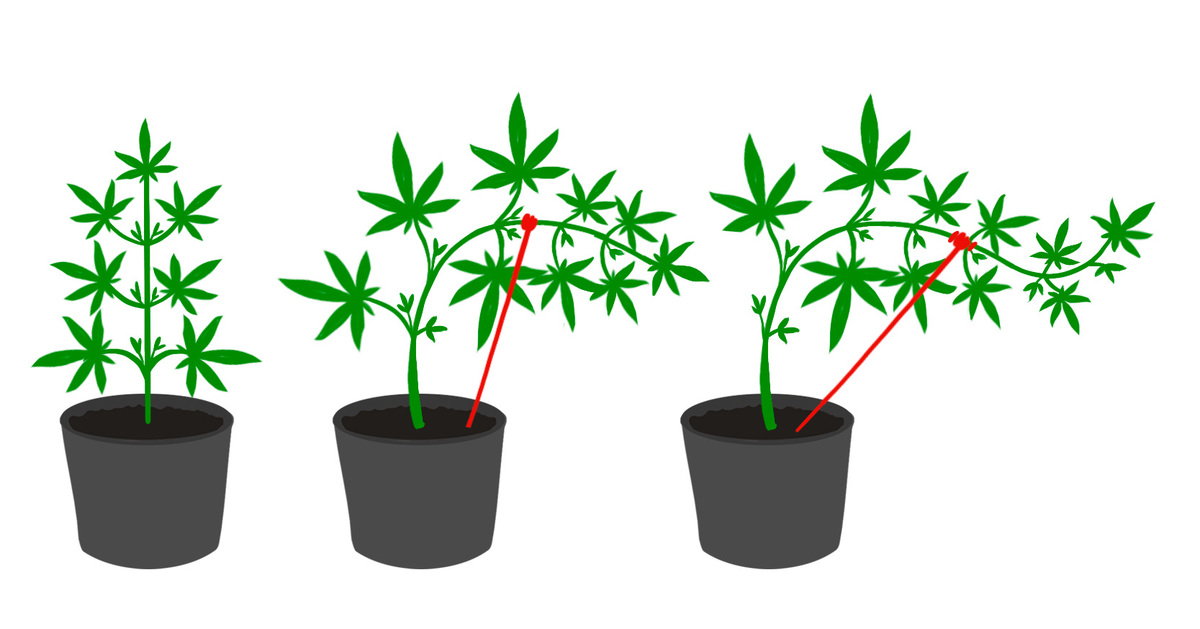 Treino De Baixo Estresse Na Cannabis