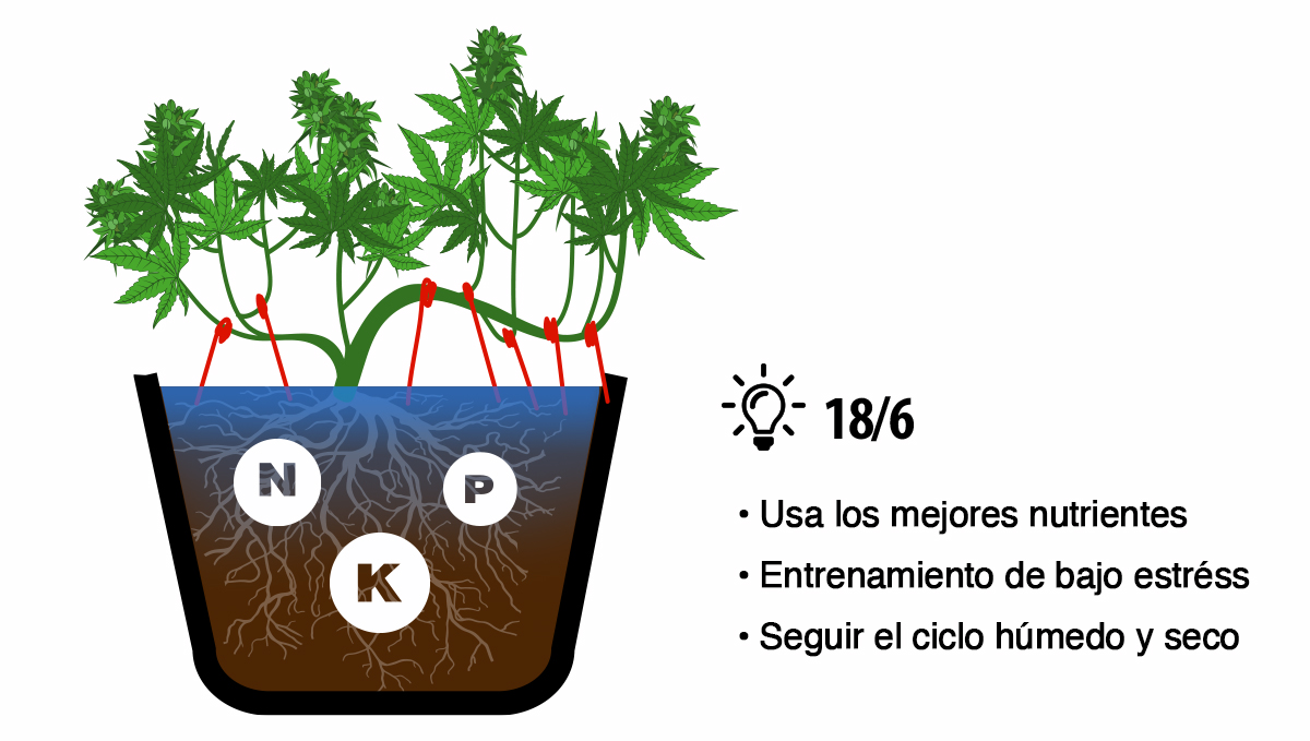 Cómo cosechar autoflorecientes: consejos de cultivo