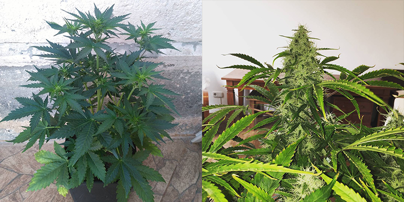 Fast Buds California Snow Grown Outdoors