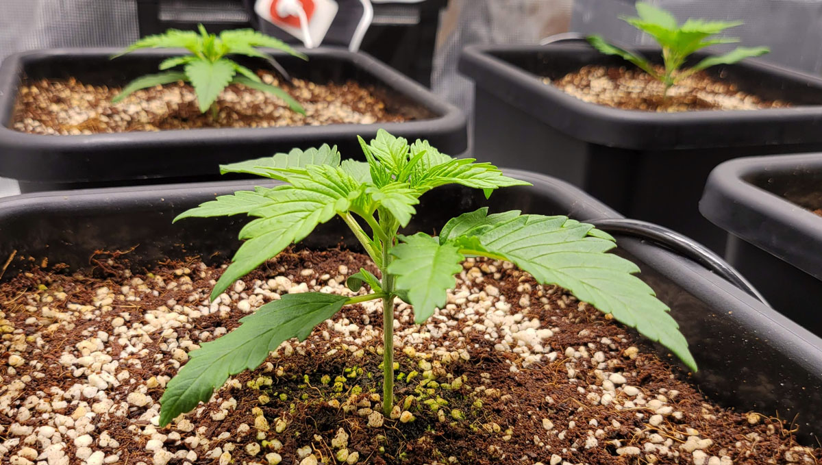 Gorilla Cookies Auto Cannabis Strain Week-by-Week Guide: Cannabis in Autopots