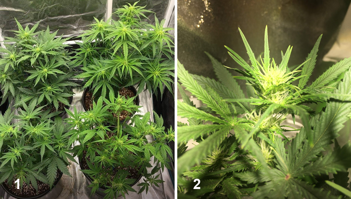 OG Kush Auto: week 5 OG Kush Auto: week 5