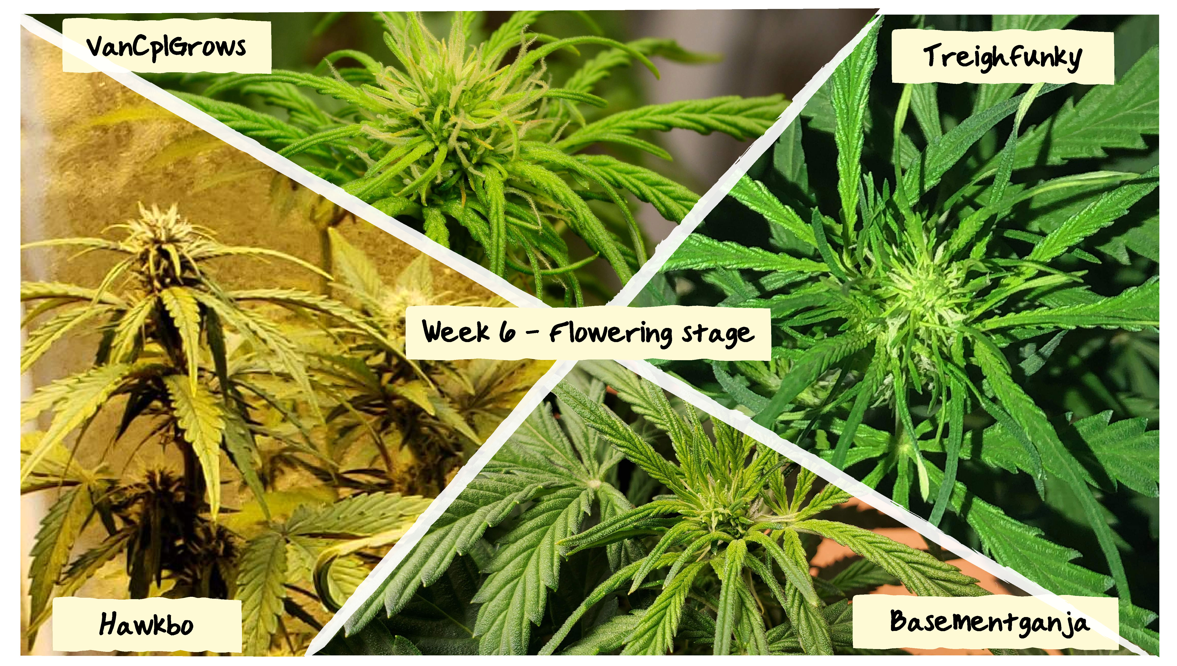 Week 6 Grow Progress Week 6 Grow Progress