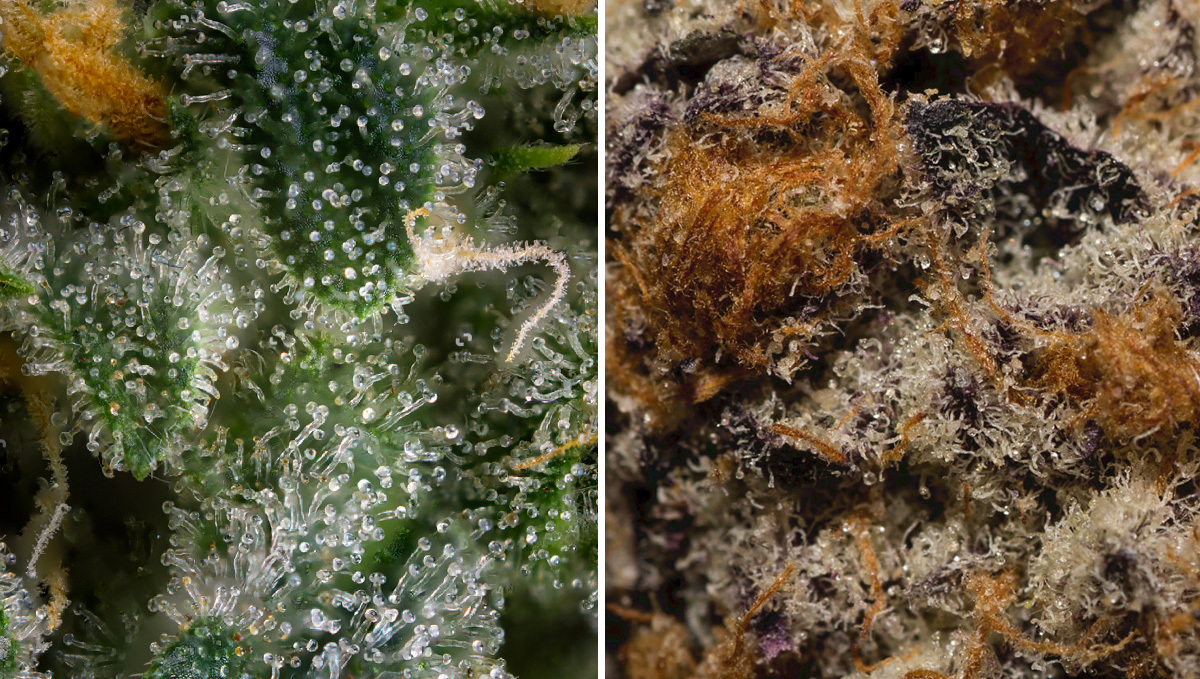 States of Trichomes on cannabis