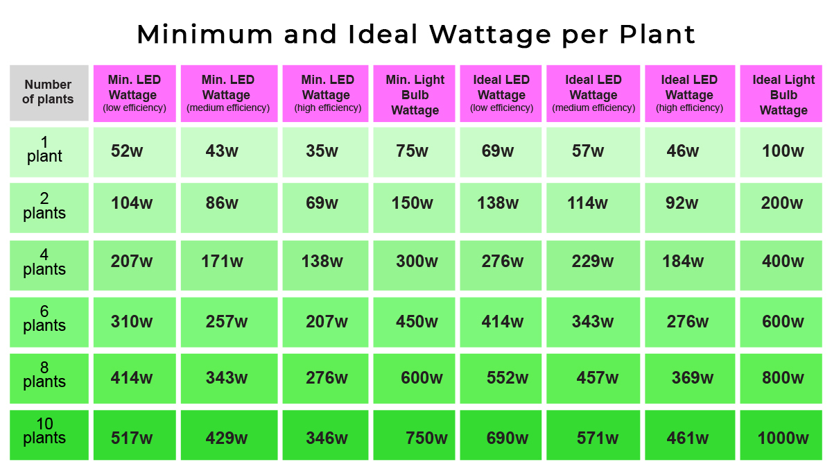 Grow Autoflowers with LEDs: led watts per plant Grow Autoflowers with LEDs: led watts per plant