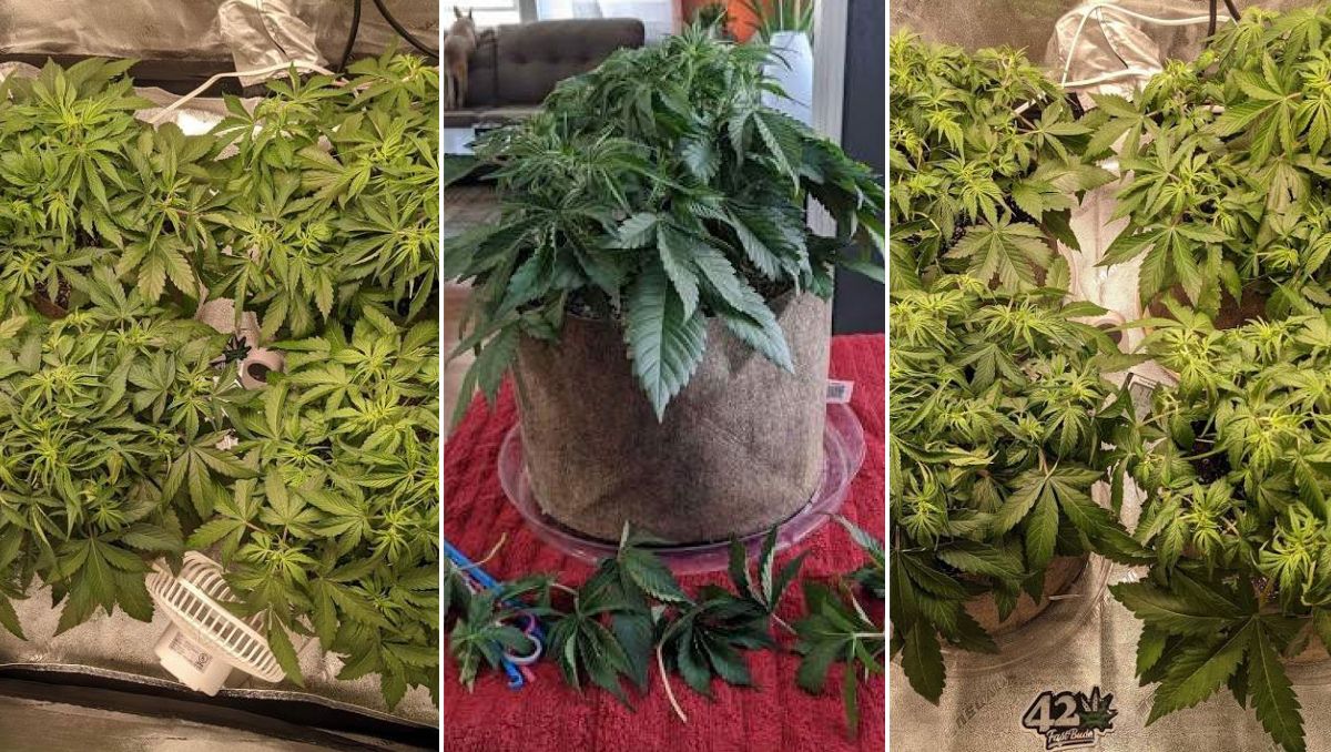 Gorilla Cookies Auto Cannabis Strain Week-by-Week Guide: Defoliation process and results