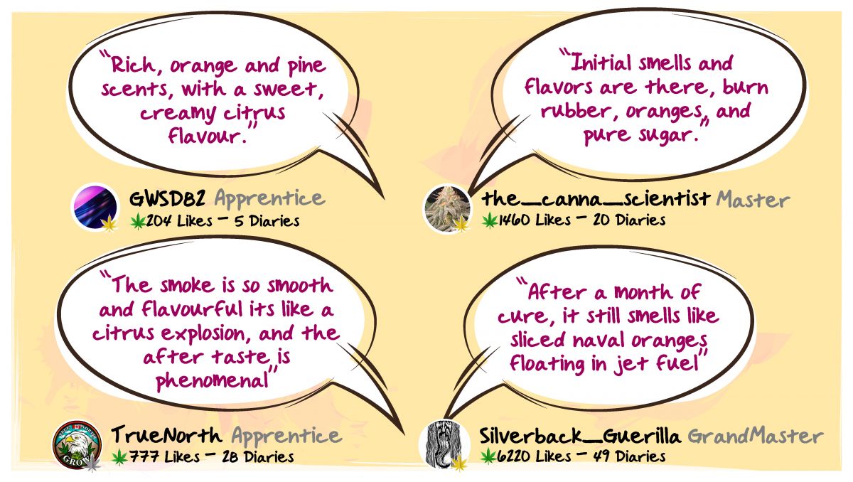 Orange Sherbet Auto Cannabis Strain Week-by-Week Guide: What growers have to say about smell, taste and effect Orange Sherbet Auto Cannabis Strain Week-by-Week Guide: What growers have to say about smell, taste and effect