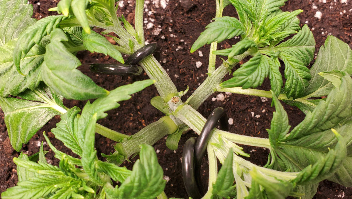 Topped and tied down autoflower Topped and tied down autoflower