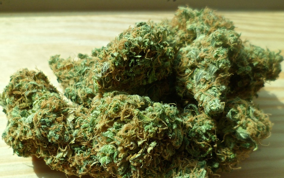 fastbuds canna buds.jpg