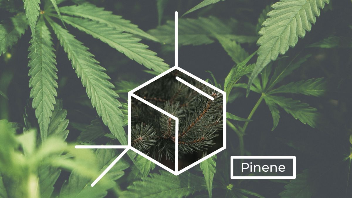 Pinene molecule structure. Pinene molecule structure.