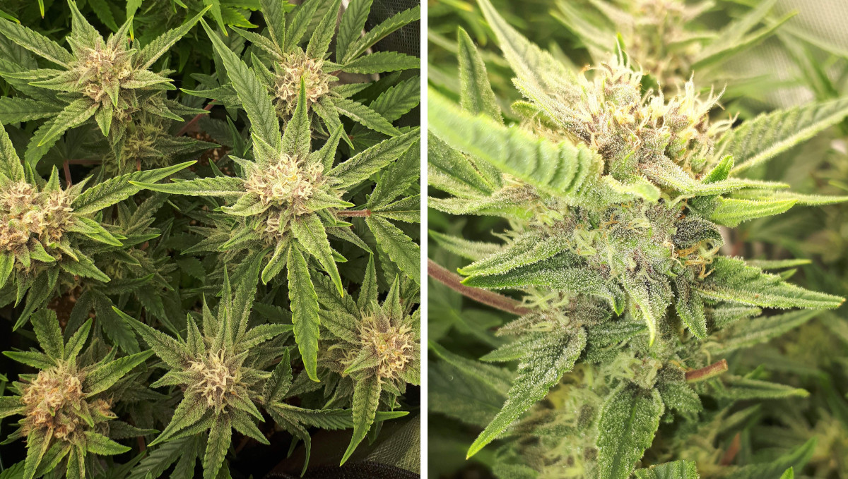 Strawberry Pie Auto Cannabis Strain Week-by-Week Guide: A ganja plant with maturing buds and many trichomes