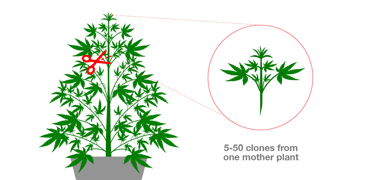 What is Cloning Che cos'è la clonazione